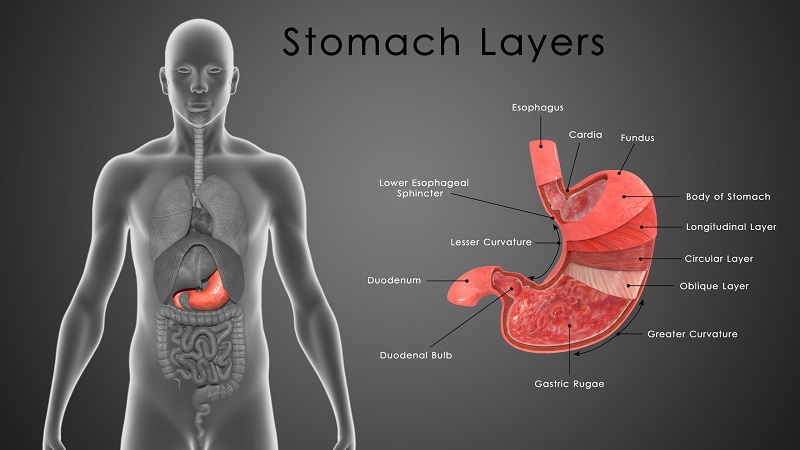 heal the stomach naturally