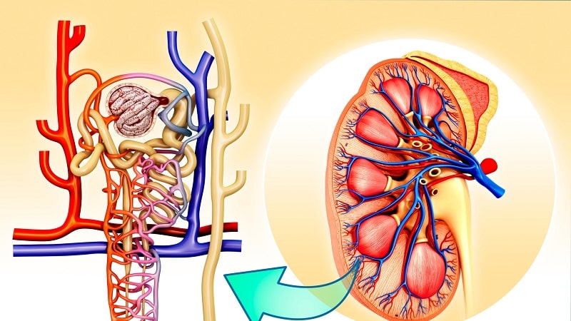 kidney disease and heart failure