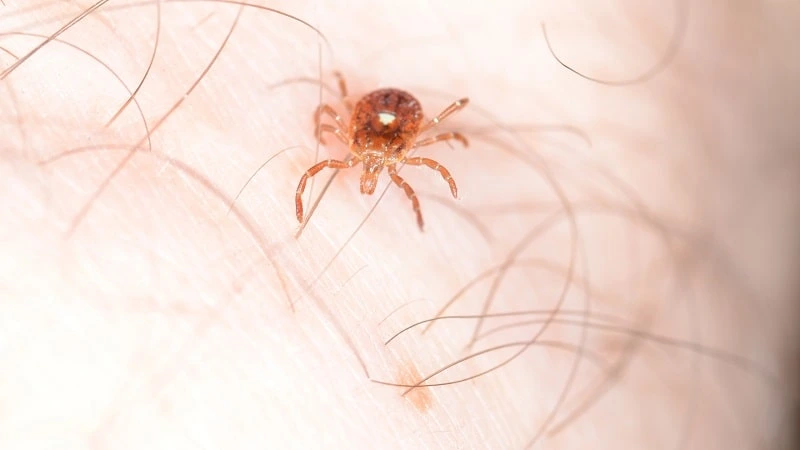 lone star tick that causes meat allergy symptoms