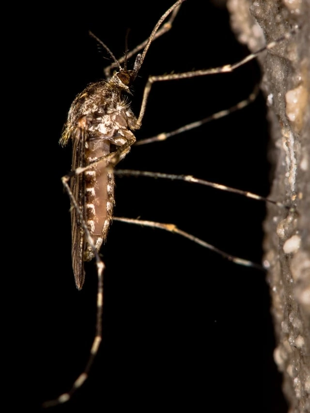 Mosquito-Borne Diseases: West Nile Virus